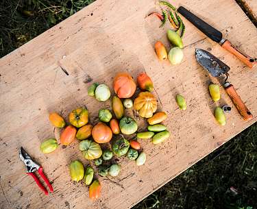 Gemüse aus unserem Gewächshaus