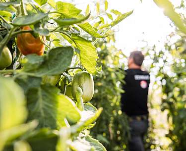 Mann im Gewächshaus